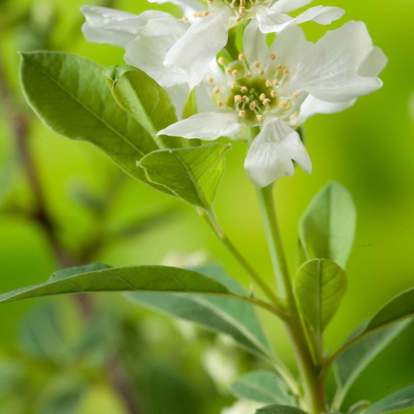 Exochorda racemosa Niagara (Feuillage)