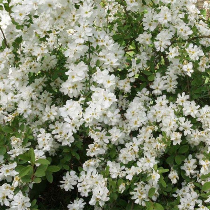 Exochorda x macrantha The Bride (Floraison)