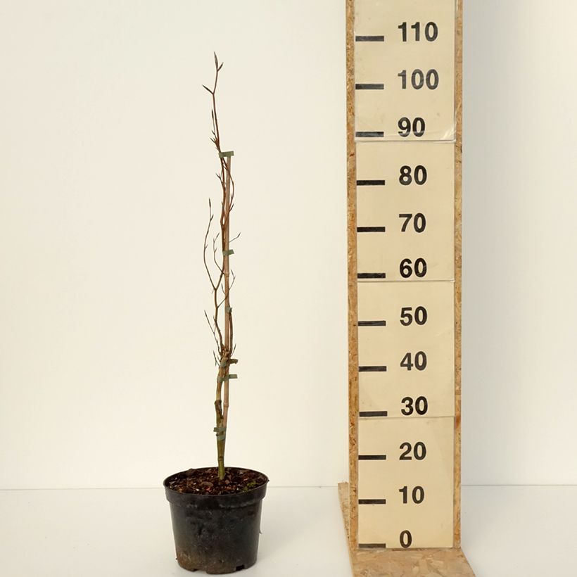 Spécimen de Fagus sylvatica Anny's Red Pillar - Hêtre pourpre colonnaire - Pot de 4L/5L tel que livré en hiver