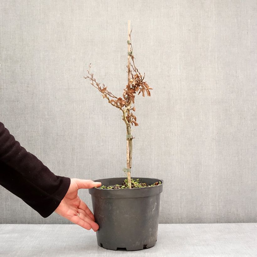 Spécimen de Fagus sylvatica Asterix - Hêtre nain Pot de 4L/5L tel que livré en hiver