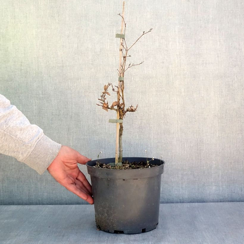 Spécimen de Fagus sylvatica Asterix - Hêtre nain - Pot de 4L/5L tel que livré au printemps