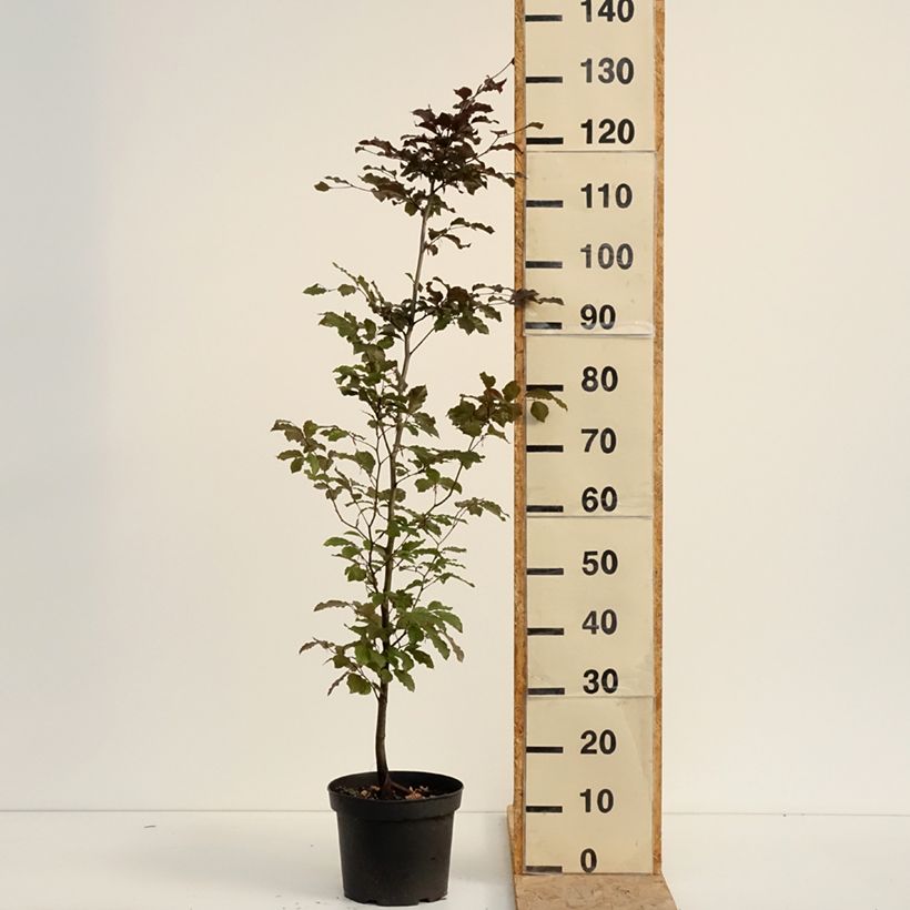 Spécimen de Fagus sylvatica Atropurpurea - Hêtre pourpre Pot de 4L/5L tel que livré en été