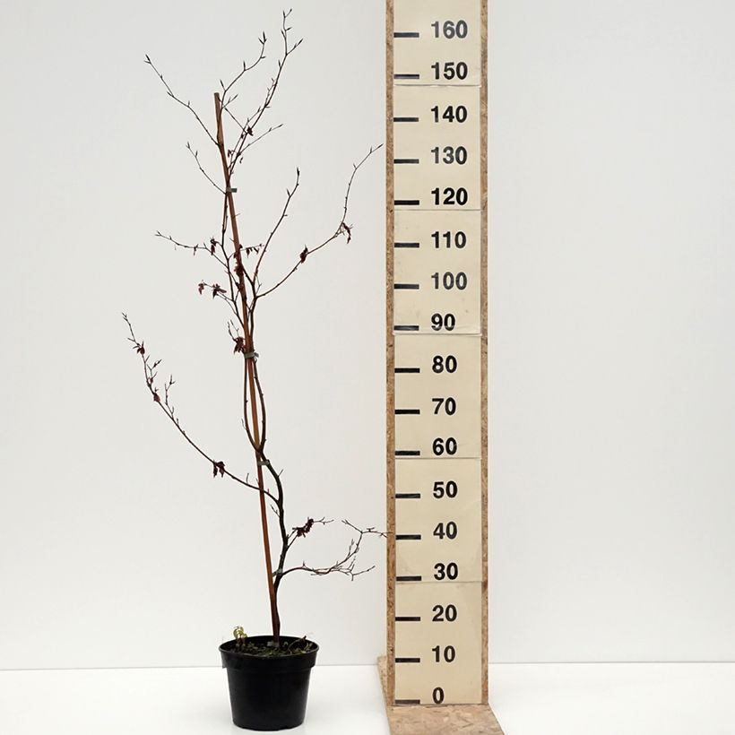 Spécimen de Fagus sylvatica Brathay's Purple - Hêtre commun - Pot de 4L/5L tel que livré en hiver