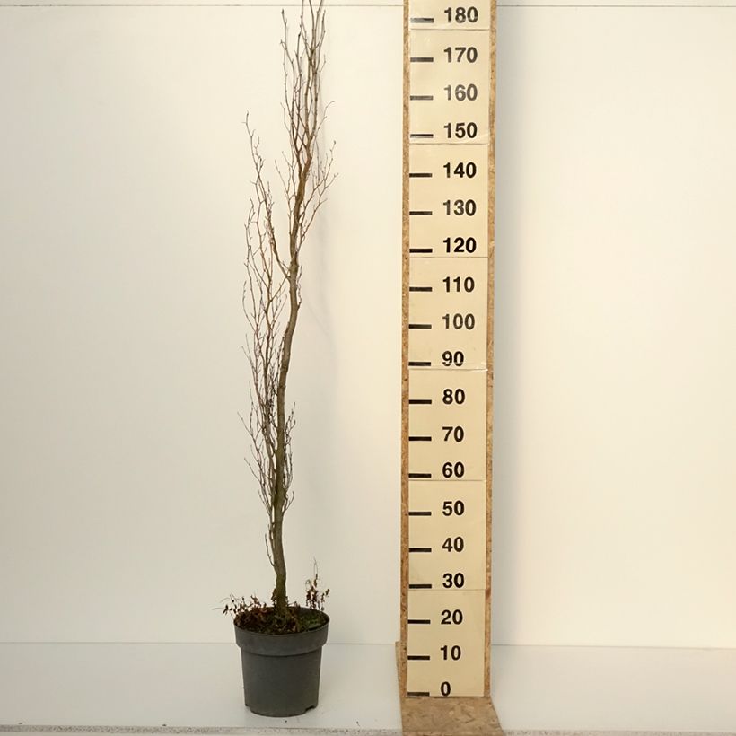 Spécimen de Fagus sylvatica Callista - Hêtre commun Pot de 7,5L/10L tel que livré en hiver