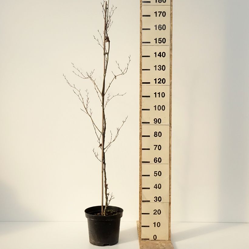 Spécimen de Fagus sylvatica Cristata - Hêtre commun - Pot de 7,5L/10L tel que livré en hiver