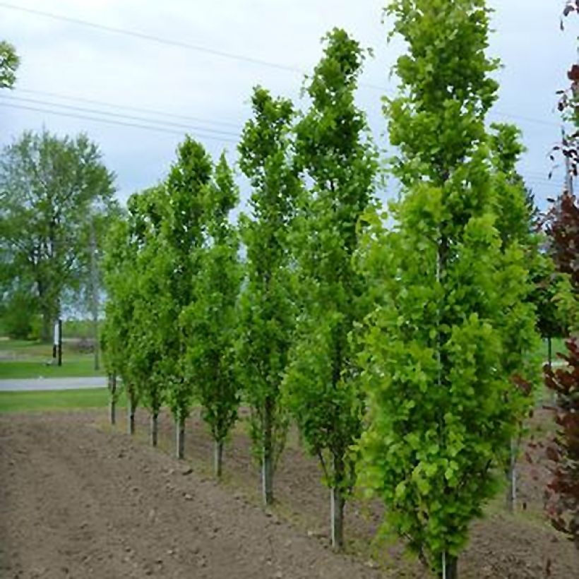 Fagus sylvatica Dawyck - Hêtre fastigié (Feuillage)