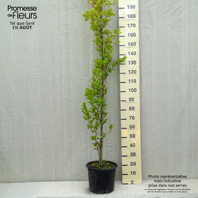 Spécimen de Fagus sylvatica Dawyck Gold - Hêtre fastigié doré Pot de 12L/15L tel que livré en été