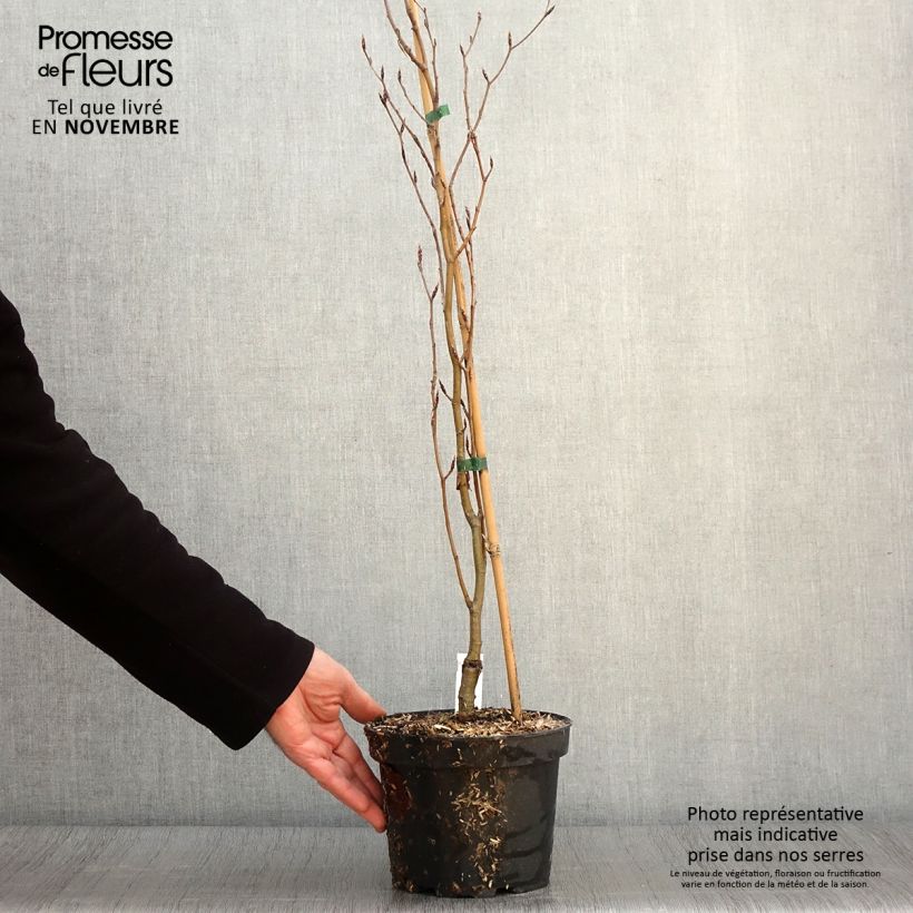 Spécimen de Fagus sylvatica Dawyck Gold - Hêtre fastigié doré Pot de 2L/3L tel que livré en automne