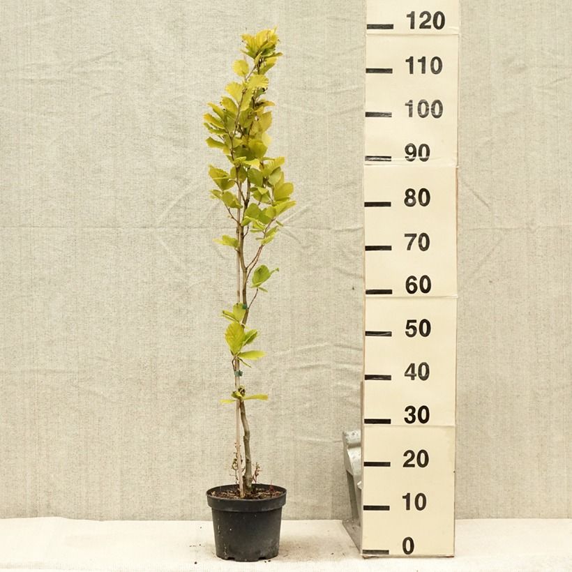 Spécimen de Fagus sylvatica Dawyck Gold - Hêtre fastigié doré Pot de 2L/3L tel que livré en été