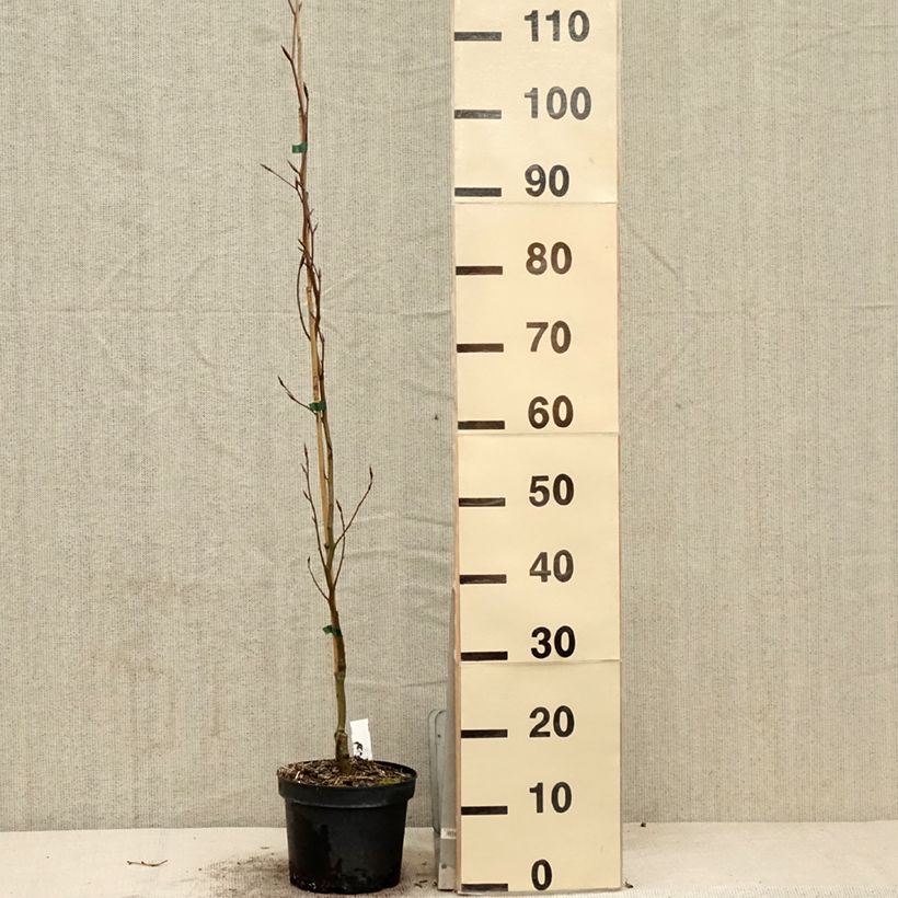 Spécimen de Fagus sylvatica Dawyck Gold - Hêtre fastigié doré Pot de 2L/3LHauteur livrée env. 40/60cm tel que livré au printemps