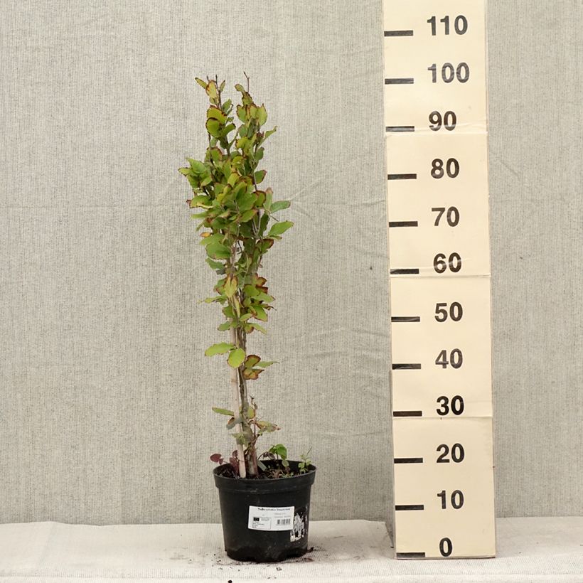 Spécimen de Fagus sylvatica Dawyck Gold - Hêtre fastigié doré Pot de 4L/5L tel que livré en été