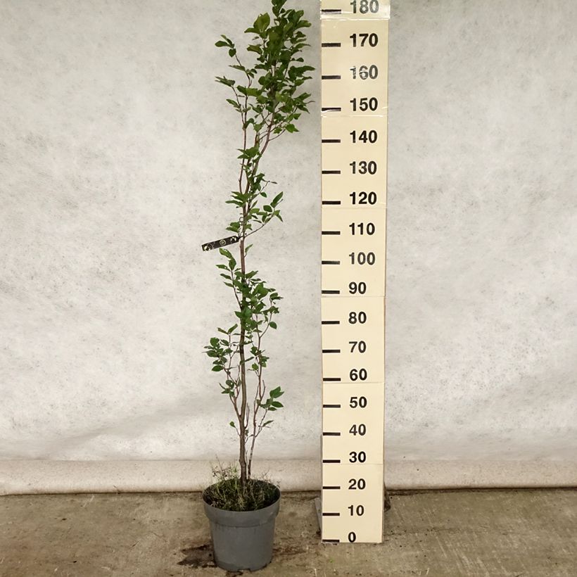 Spécimen de Fagus sylvatica Dawyck - Hêtre fastigié Pot de 7,5L/10L tel que livré en été