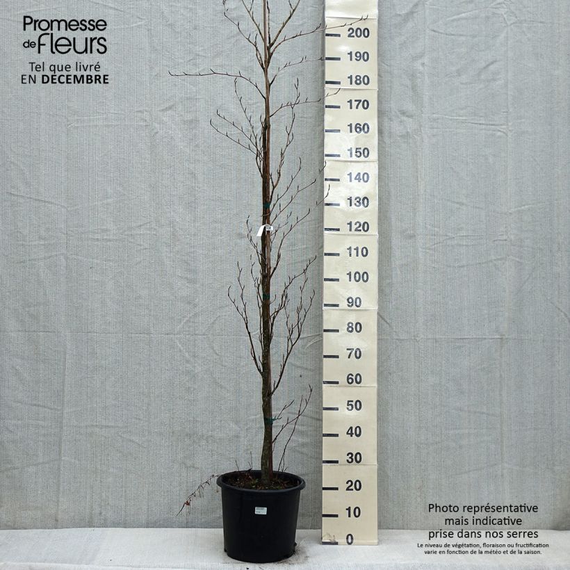 Spécimen de Fagus sylvatica Dawyck Purple - Hêtre fastigié pourpre Pot de 12L/15L tel que livré en hiver
