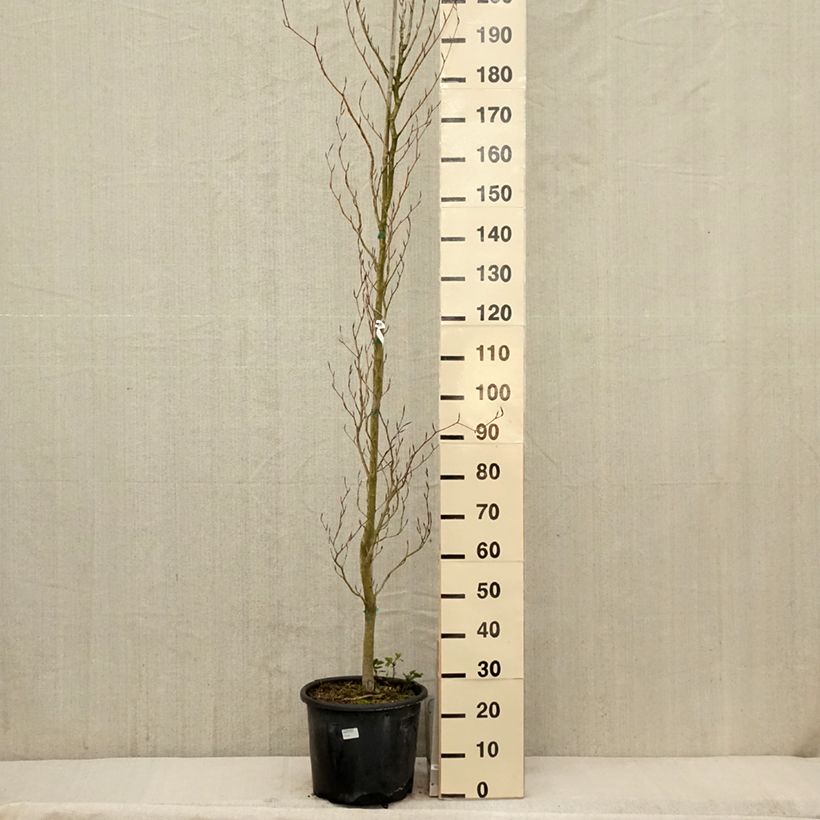Spécimen de Fagus sylvatica Dawyck Purple - Hêtre fastigié pourpre en pot de 12L/15L tel que livré au printemps