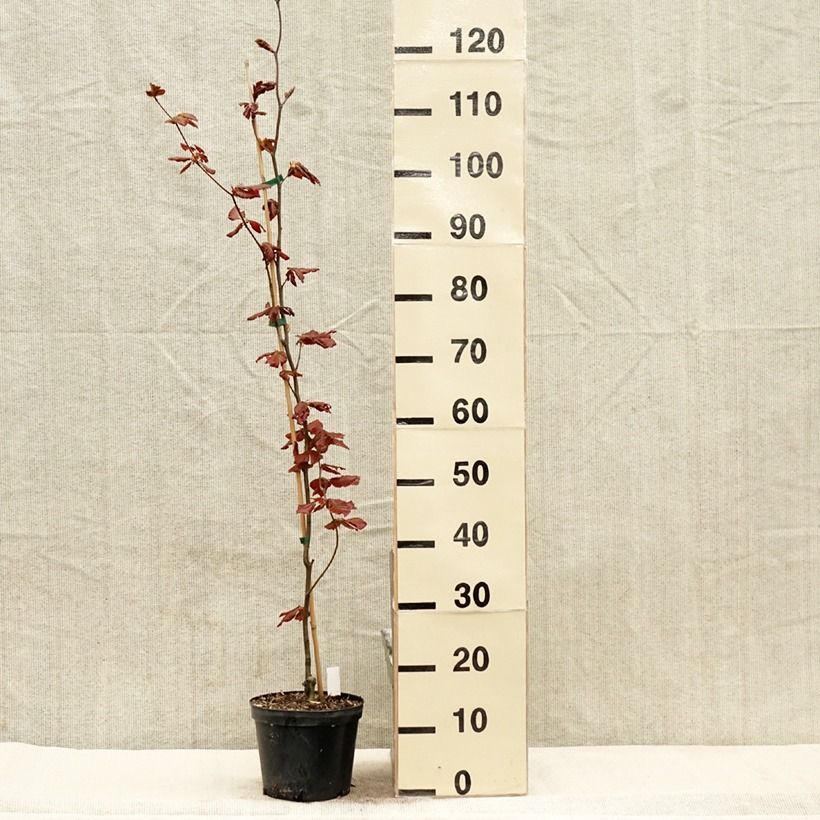 Spécimen de Fagus sylvatica Dawyck Purple - Hêtre fastigié pourpre Pot de 2L/3LHauteur livrée env. 40/60cm tel que livré au printemps