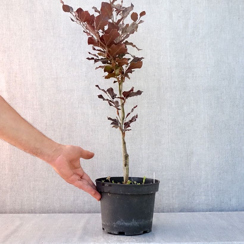 Spécimen de Fagus sylvatica Dawyck Purple - Hêtre fastigié pourpre Pot de 2L/3L tel que livré en été
