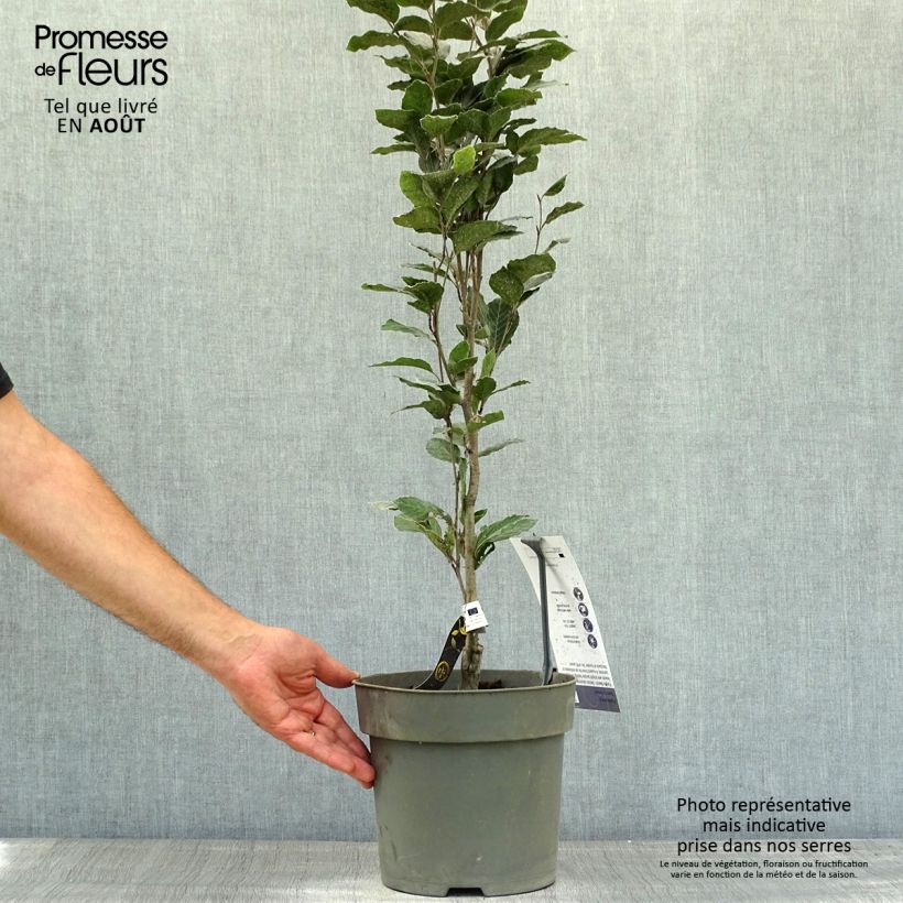 Spécimen de Fagus sylvatica Dawyck Purple - Hêtre fastigié pourpre Pot de 4L/5L tel que livré en été