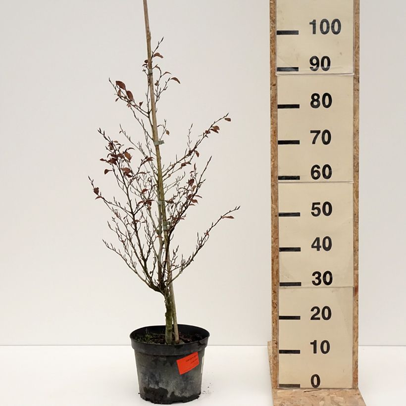 Spécimen de Fagus sylvatica Felderbach - Hêtre nain - Pot de 4L/5L tel que livré en hiver