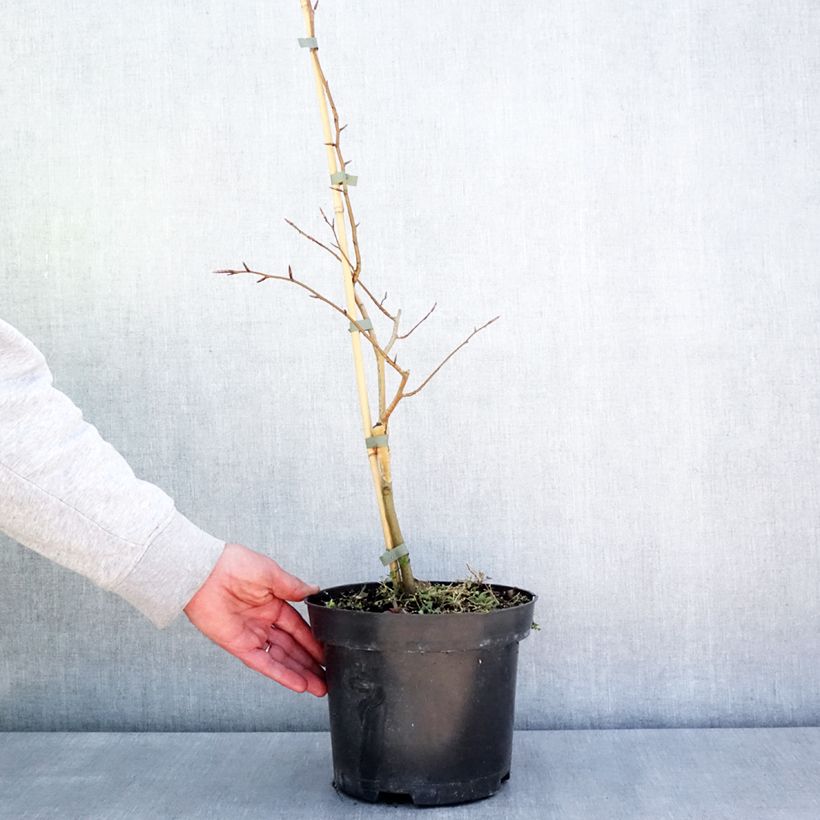 Spécimen de Fagus sylvatica Franken - Hêtre nain panaché de blanc Pot de 4L/5LHauteur livrée env. 60/80cm tel que livré au printemps