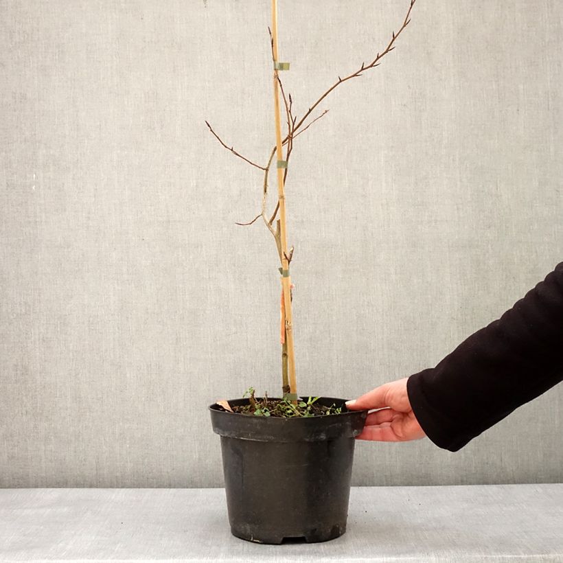 Spécimen de Fagus sylvatica Franken - Hêtre nain panaché de blanc Pot de 4L/5L tel que livré en hiver