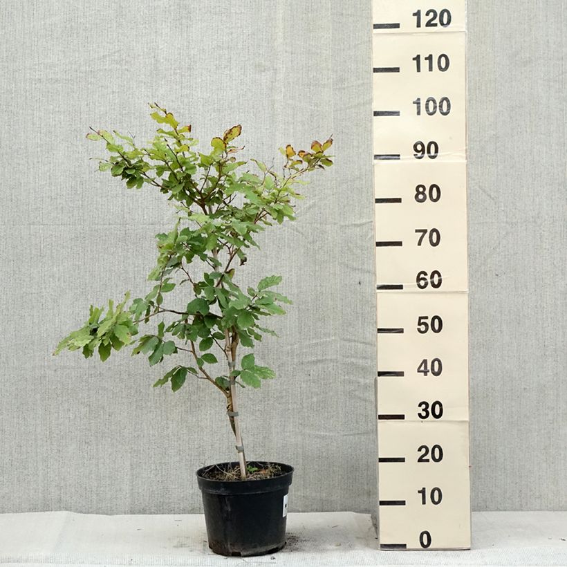 Spécimen de Fagus sylvatica Marmor Star - Hêtre panaché Pot de 4L/5L tel que livré en été