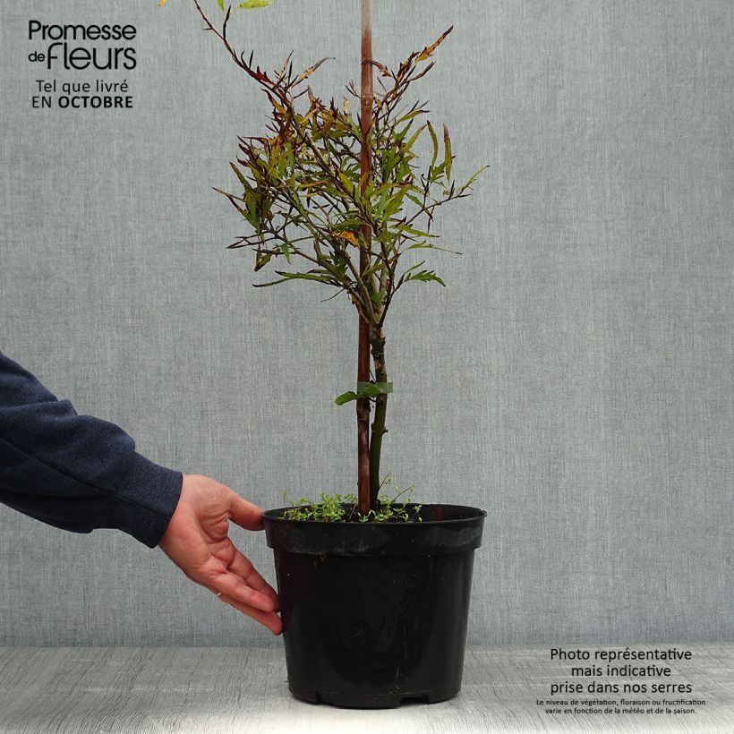 Spécimen de Fagus sylvatica Mercedes - Hêtre nain Pot de 4L/5L tel que livré en automne