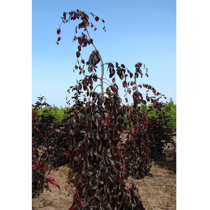 Fagus sylvatica Purple Fountain - Hêtre pourpre pleureur (Port)