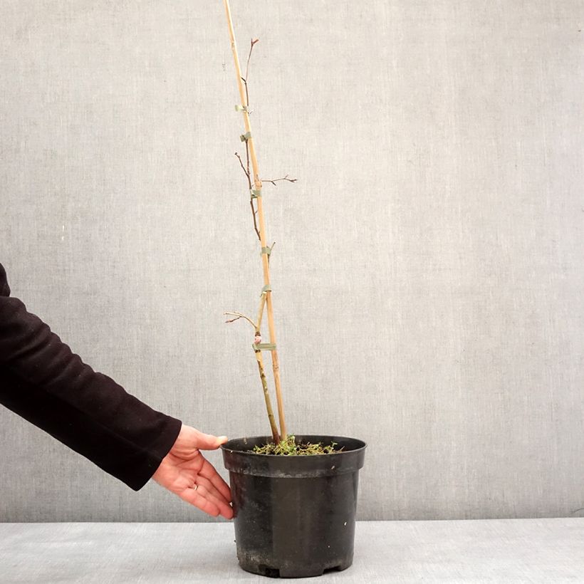 Spécimen de Fagus sylvatica Rohan Green Weeping - Hêtre pleureur Pot de 4L/5L, Tige tel que livré en hiver