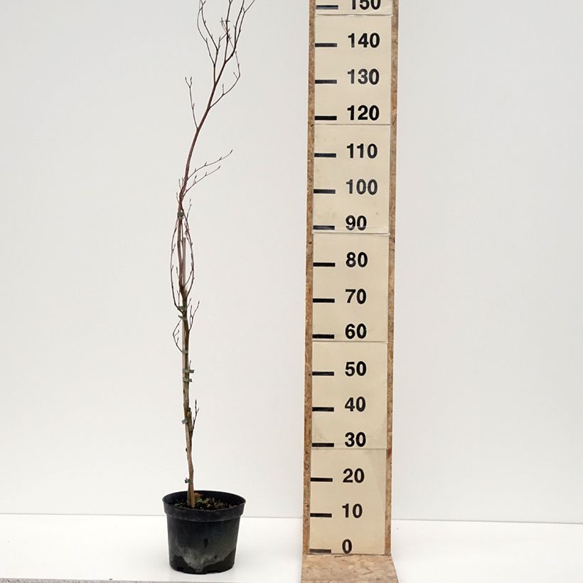 Spécimen de Fagus sylvatica Rohan Minaret - Hêtre pourpre colonnaire - Pot de 4L/5L tel que livré en hiver