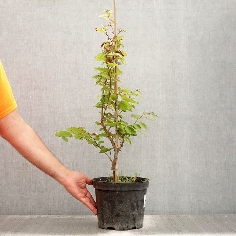 Spécimen de Fagus sylvatica Rolf Marquardt - Hêtre nain panaché Pot de 4L/5L tel que livré en été