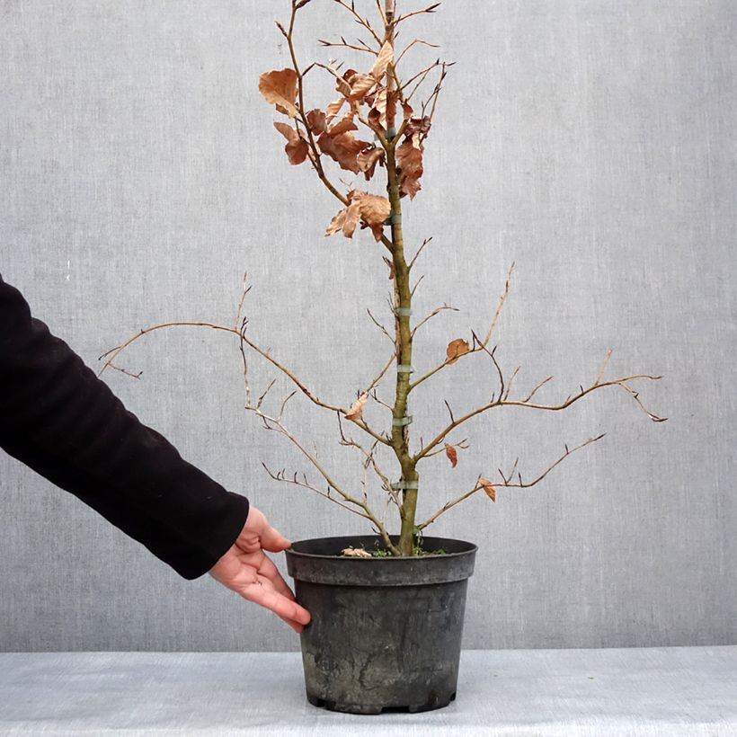 Spécimen de Fagus sylvatica Rolf Marquardt - Hêtre nain panaché - Pot de 4L/5L tel que livré en hiver