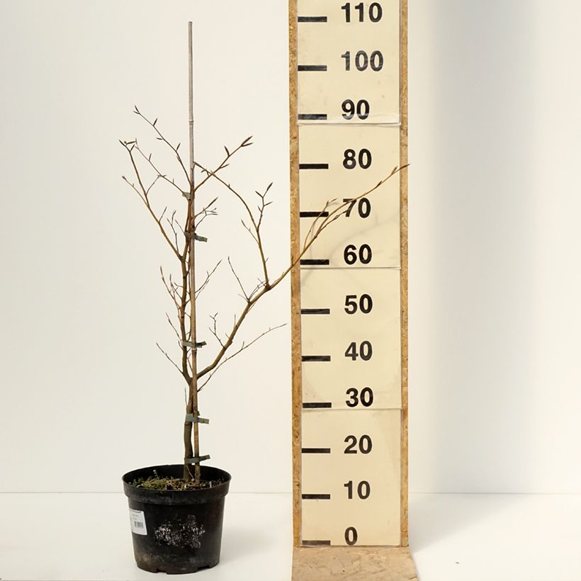 Spécimen de Fagus sylvatica Rolf Marquardt - Hêtre nain panaché - Pot de 4L/5L tel que livré au printemps