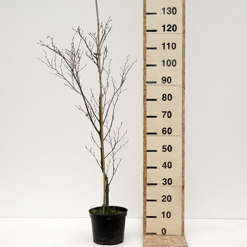 Spécimen de Fagus sylvatica Rotundifolia - Hêtre commun à feuilles rondes - Pot de 4L/5L tel que livré en hiver