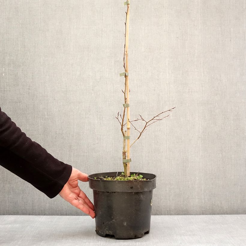 Spécimen de Fagus sylvatica Skrzat - Hêtre nain Pot de 4L/5L tel que livré en hiver