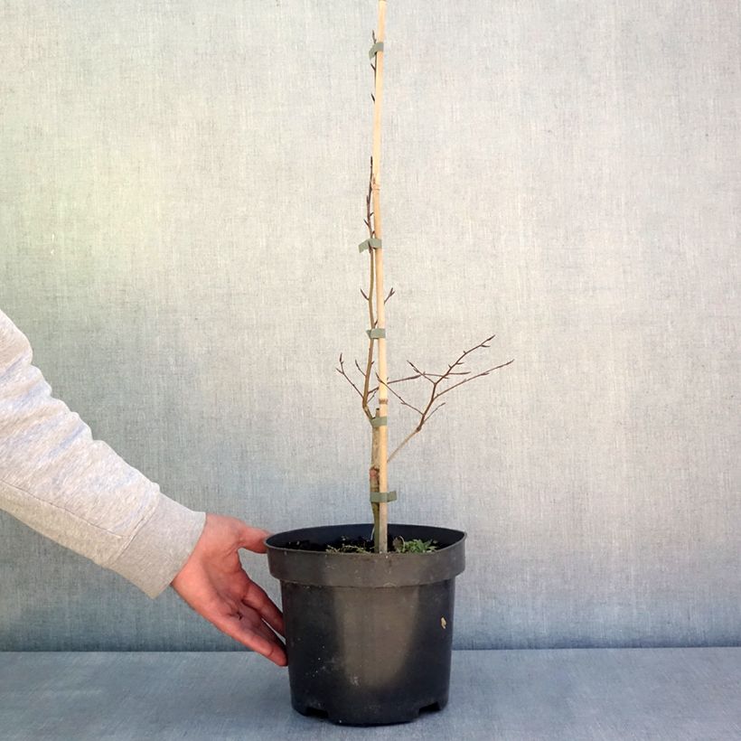 Spécimen de Fagus sylvatica Skrzat - Hêtre nain - Pot de 4L/5L tel que livré au printemps