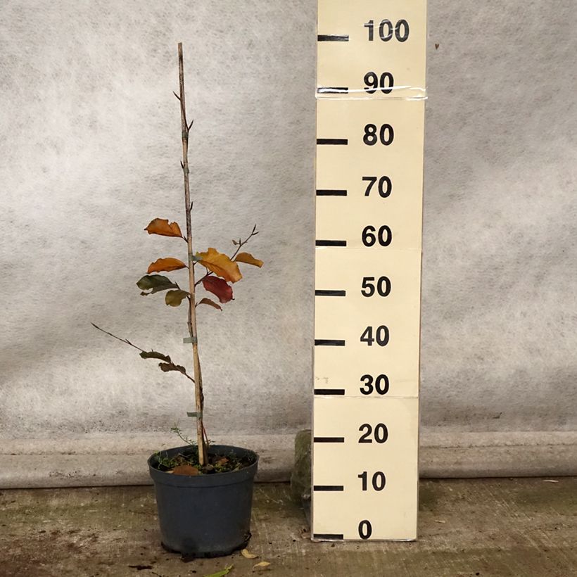 Spécimen de Fagus sylvatica Swat Magret - Hêtre pourpre Pot de 4L/5L tel que livré en automne