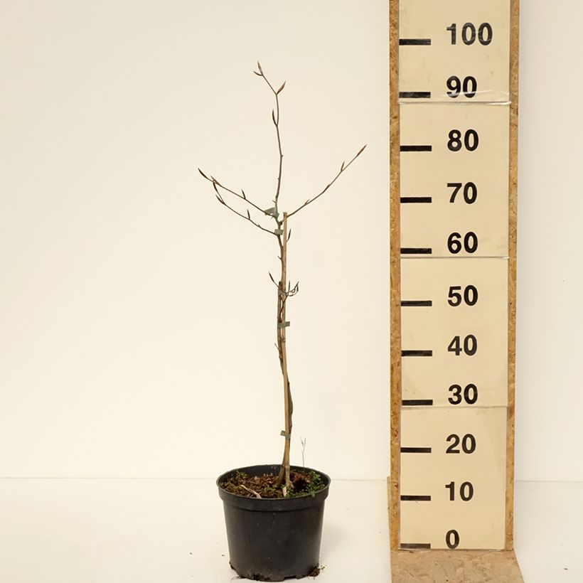 Spécimen de Fagus sylvatica Swat Magret - Hêtre pourpre - Pot de 4L/5L tel que livré au printemps