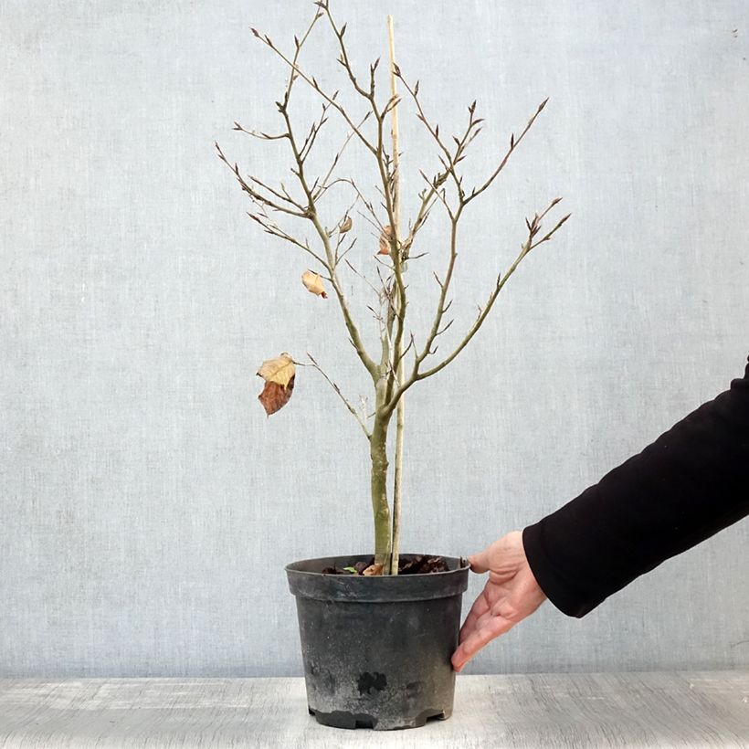 Spécimen de Fagus sylvatica Viridivariegata - Hêtre commun panaché de vert Pot de 4L/5L tel que livré en automne