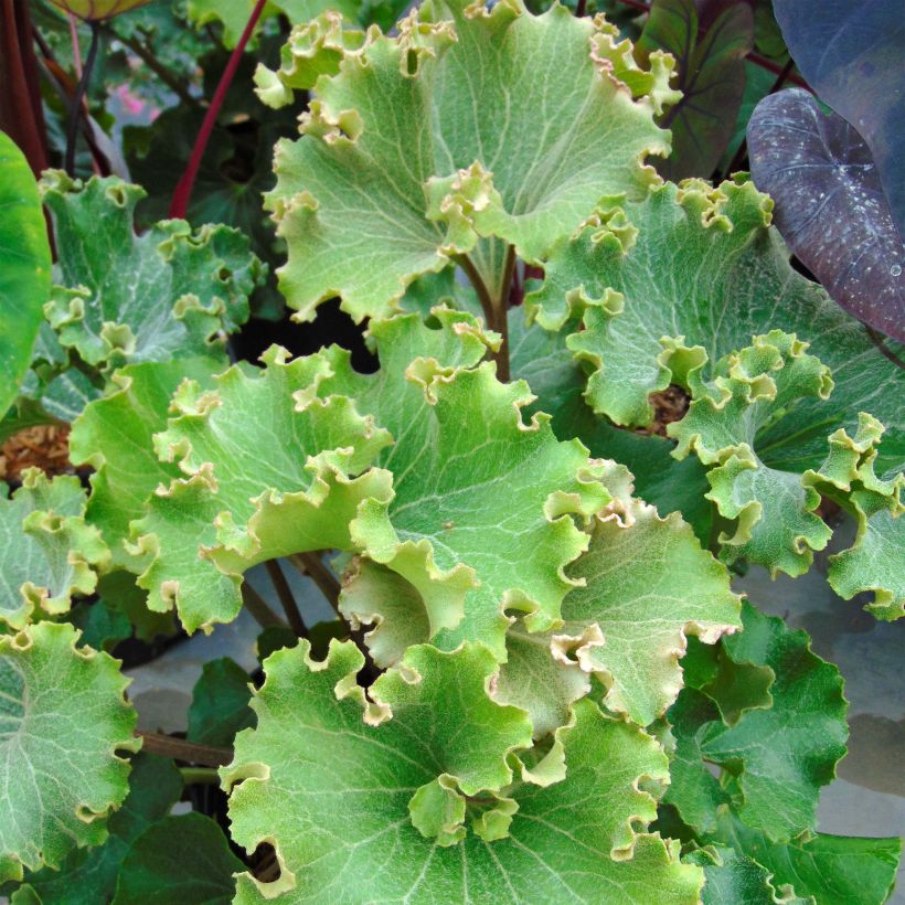 Farfugium japonicum Crispata - Plante Panthère (Feuillage)