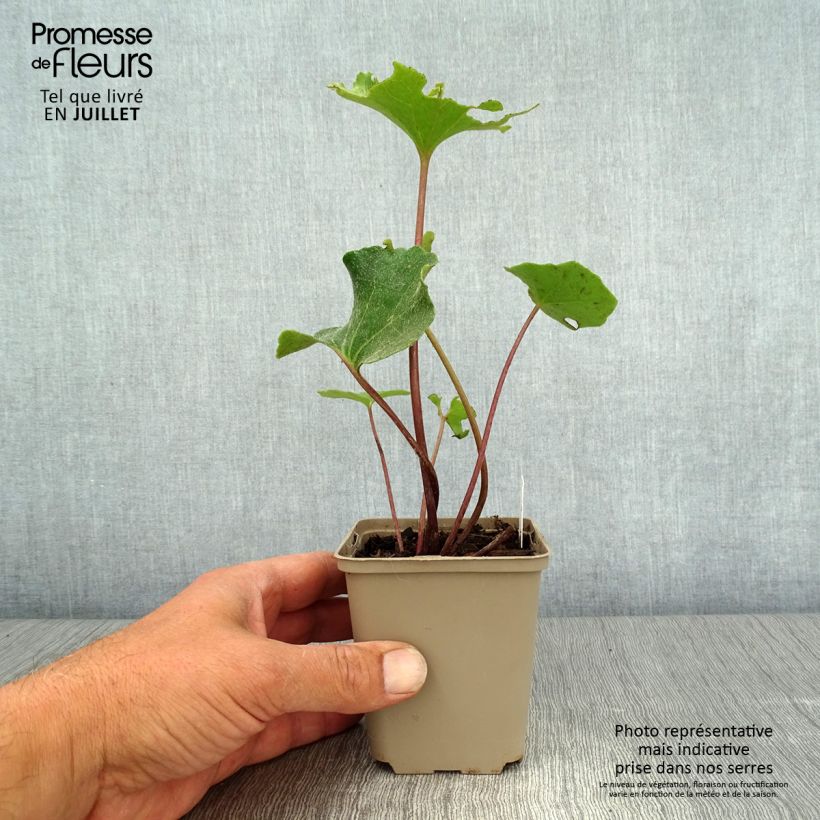 Spécimen de Farfugium japonicum Wavy Gravy - Plante panthère Godet de 8/9 cm tel que livré en été