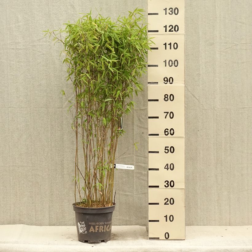 Spécimen de Fargesia Malachite Monkeys - Bambou non traçant - Pot de 7.5L/10L tel que livré en été