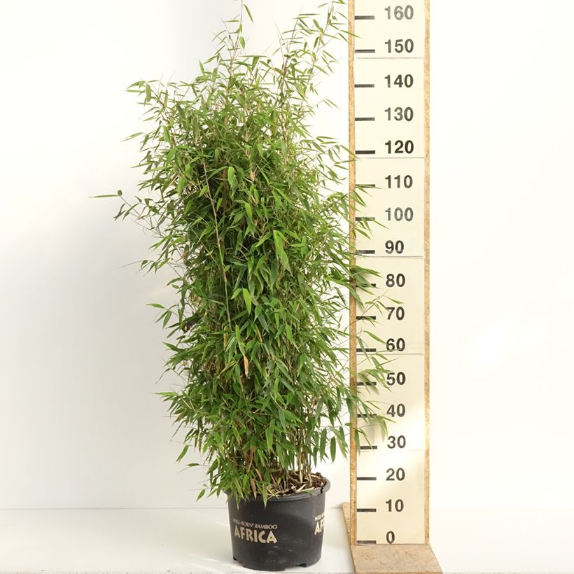 Spécimen de Fargesia murielae Ivory Ibis - Bambou non traçant Pot de 7,5L/10L tel que livré au printemps