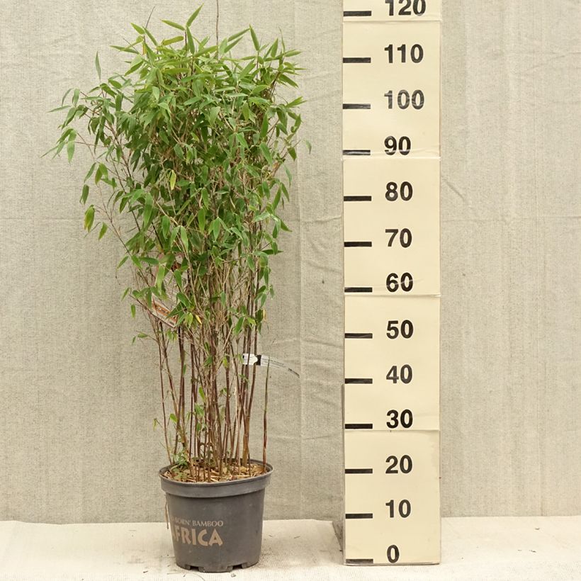 Spécimen de Fargesia murielae Red Zebra - Bambou non traçant - Pot de 7.5L/10L tel que livré en été