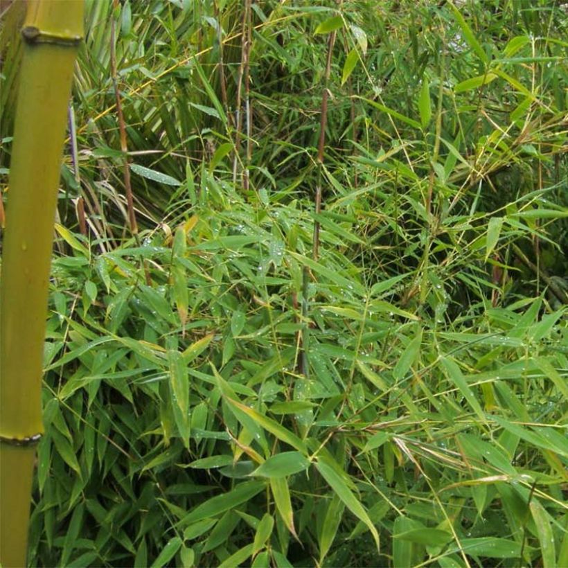 Fargesia murielae Simba - Bambou non traçant (Feuillage)