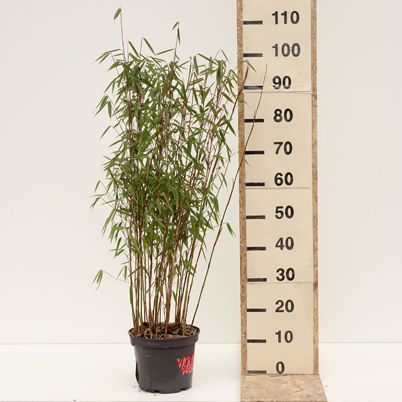 Spécimen de Fargesia murielae Violet Woods - Bambou non traçant Pot de 4L/5L tel que livré en hiver