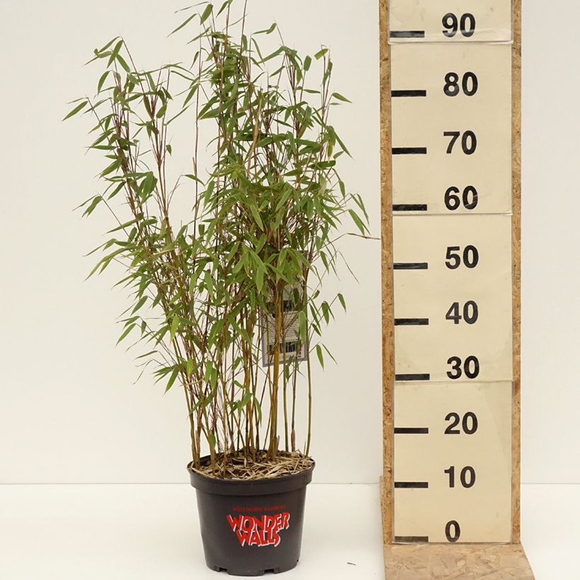 Spécimen de Fargesia murielae Violet Woods - Bambou non traçant - Pot de 4L/5L tel que livré au printemps