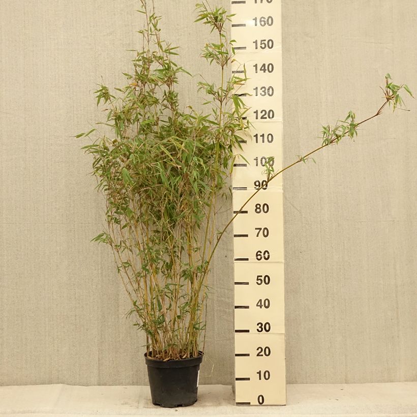 Spécimen de Fargesia nitida Obelisk - Bambou non traçant Pot de 7,5L/10L tel que livré en été