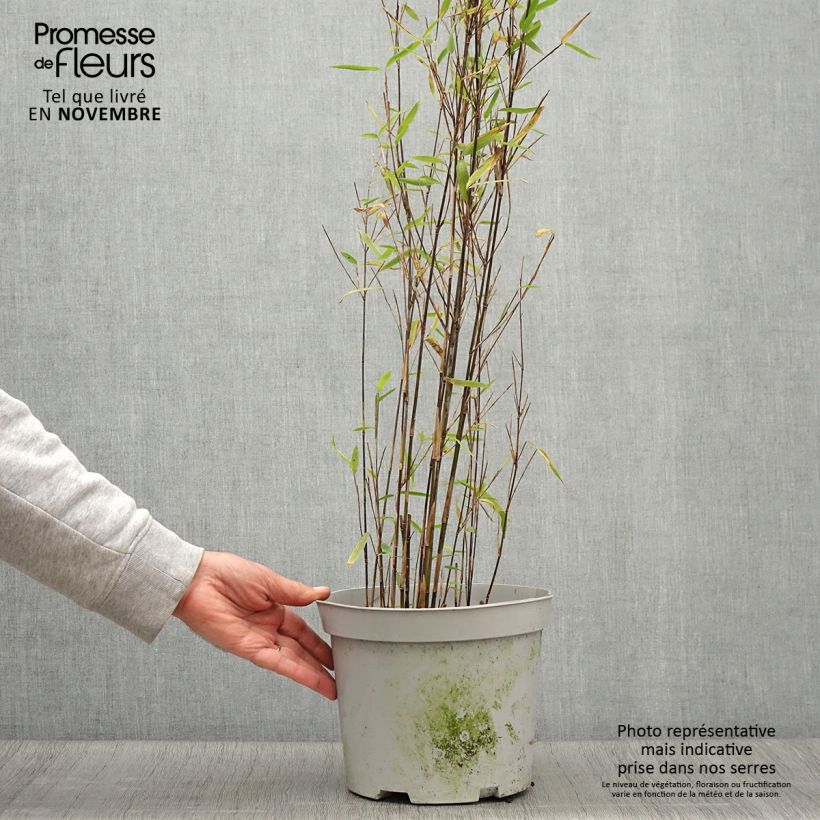 Spécimen de Fargesia nitida Trifina Black - Bambou non traçant Pot de 4L/5L tel que livré en automne