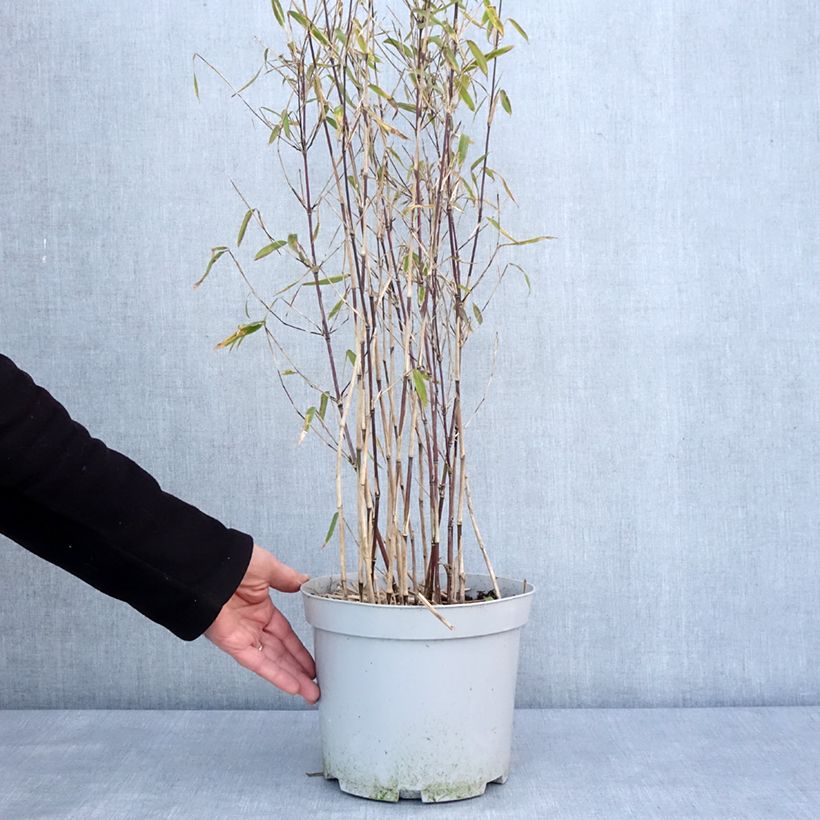Spécimen de Fargesia nitida Trifina Black - Bambou non traçant pot de 4/5L tel que livré en hiver