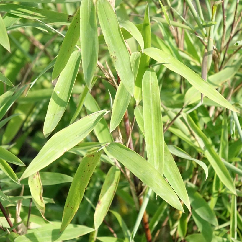 Fargesia nitida Trifina Black - Bambou non traçant (Feuillage)